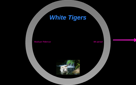 White Tigers by Madison Ridenour on Prezi