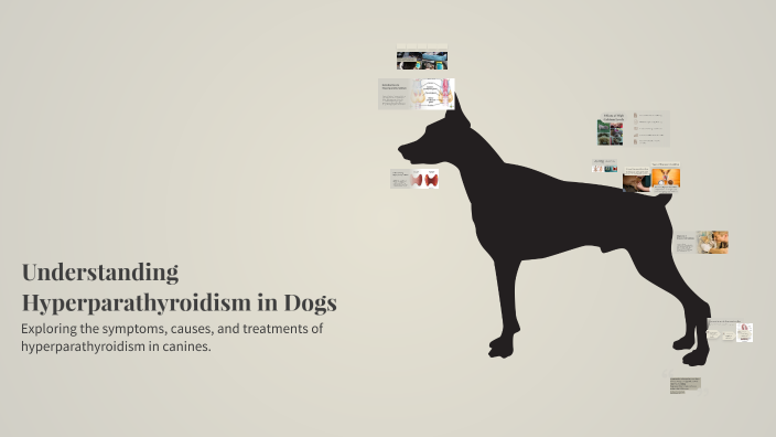View of Understanding Hyperparathyroidism in Dogs by sophia rodriguez on Prezi