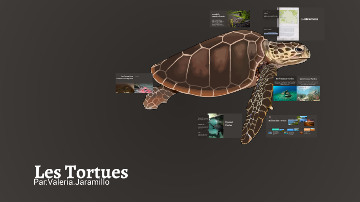 The Fascinating World of Turtles by valeria jaramillo on Prezi