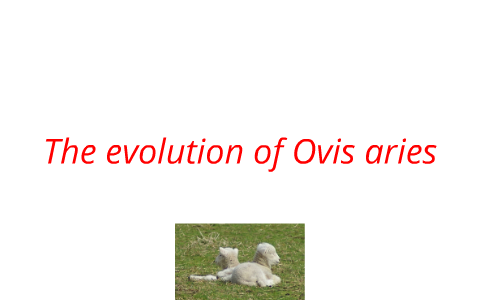 The evolution of Ovis aries by mackenzie campbell on Prezi