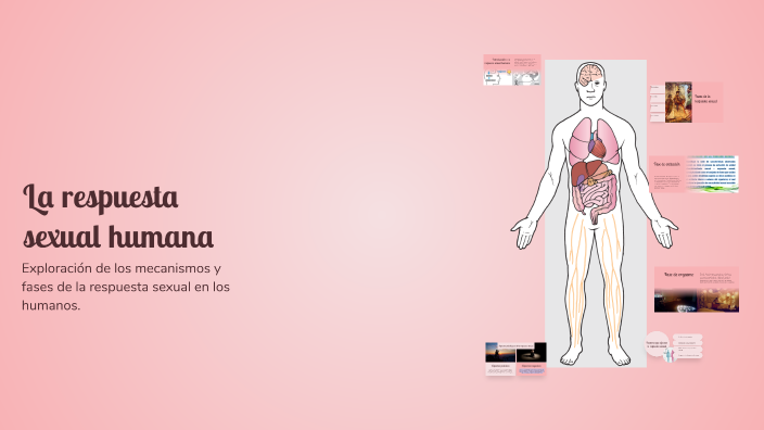 La respuesta sexual humana by yilianny bautista on Prezi