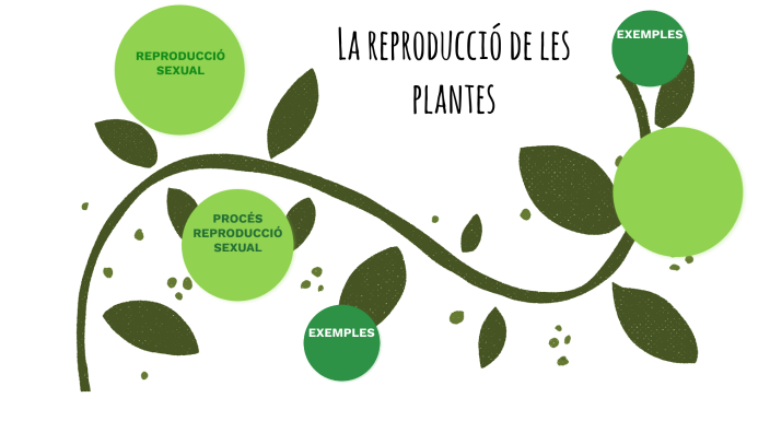 La reproducció de les plantes by paulamarta miralles sagrera on Prezi