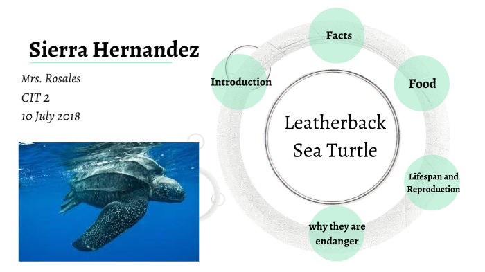Leatherback Sea Turtle by Sierra Hernandez on Prezi