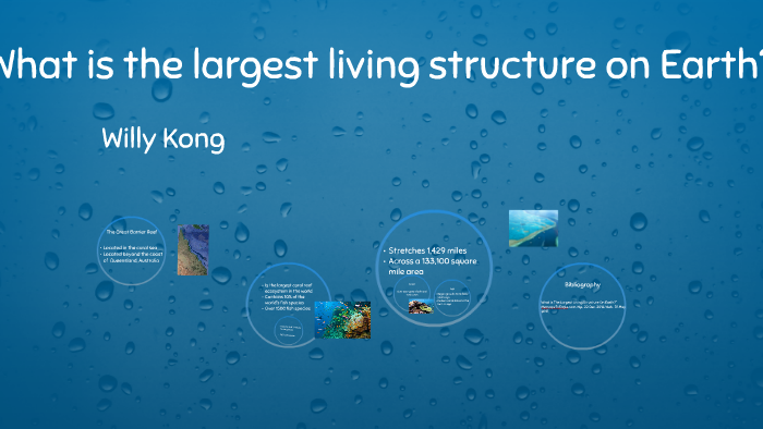 what-is-the-largest-living-structure-on-earth-by-willy-kong-on-prezi