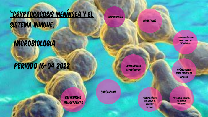 Cryptococosis meníngea y el sistema inmune. by ingrid pinillos on Prezi