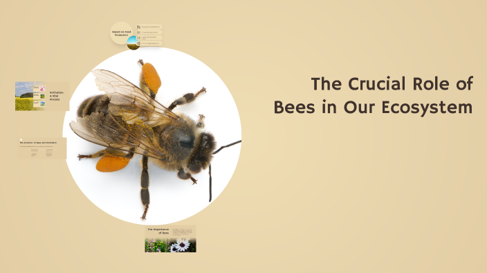 The Crucial Role of Bees in Our Ecosystem by Mariam aida YYM on Prezi