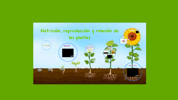 Nutrición, reproducción y relación de las plantas by sofia barrera on Prezi  Next