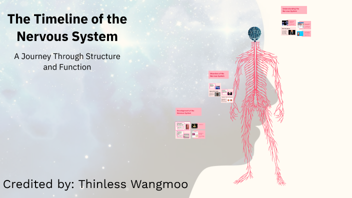 The Timeline of the Nervous System by thinles wangmo on Prezi