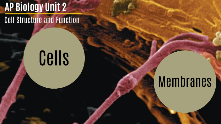 ap bio unit 2 cell structure and function