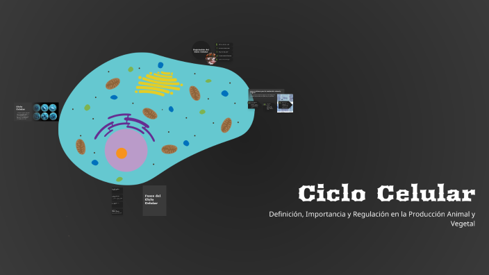 Ciclo Celular by Guillermo on Prezi