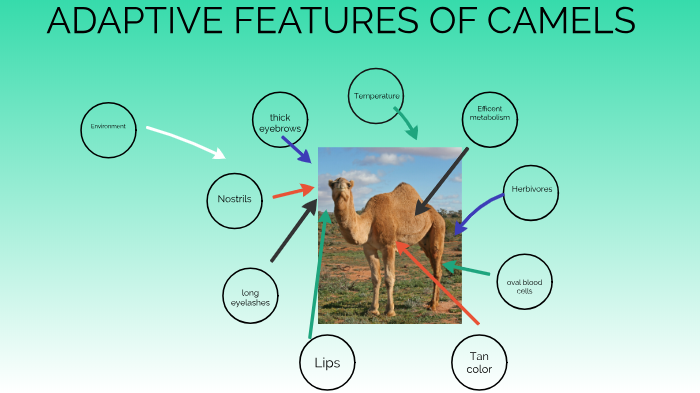 adaptive-features-of-camels-by-katie-keeley