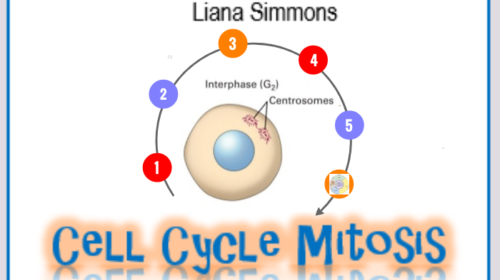 Cell Cycle Mitosis by Liana Simmons on Prezi