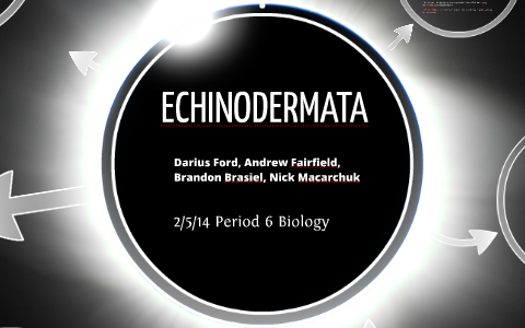 Phylum Echinodermata by Nick Macarchuk on Prezi