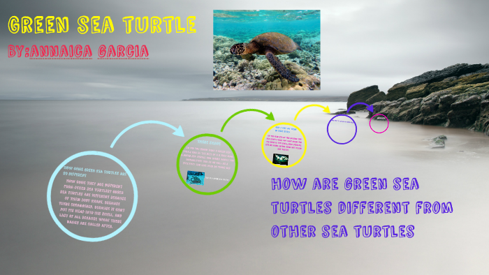 Green sea turtle by Annaica garcia on Prezi