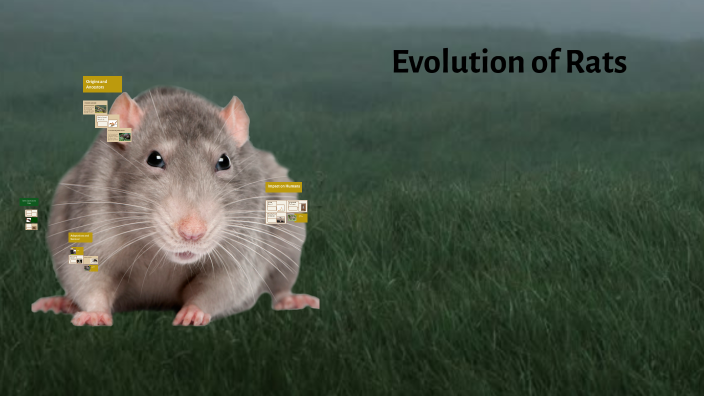 Evolution of Rats by Student Caitlyn Clark on Prezi