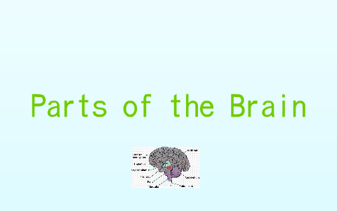 Parts of the Brain by Alexia Stalnaker on Prezi