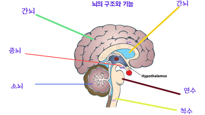 간뇌 by 재현 한 on Prezi