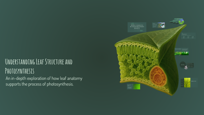 Understanding Leaf Structure and Photosynthesis by altynai on Prezi