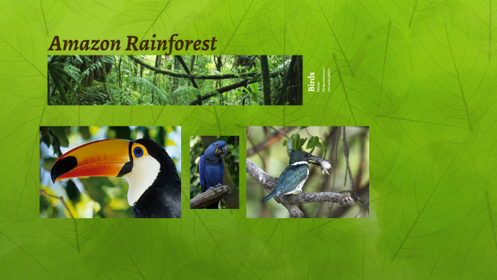 Amazon Rainforest by Bob Fred on Prezi