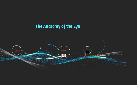The Anatomy of the Eye by logan goodin on Prezi