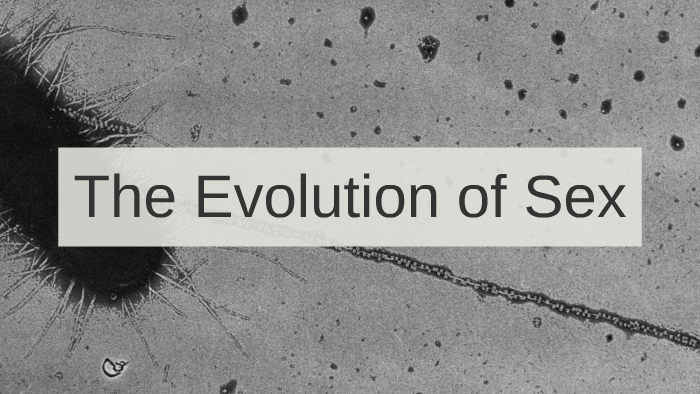 The Evolution Of Sex By Paul Ronevich On Prezi 3568