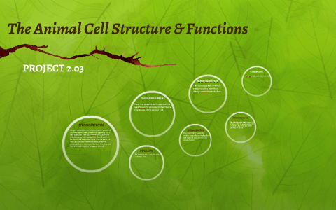 The Animal Cell Stucture & Functions by Nicole L on Prezi