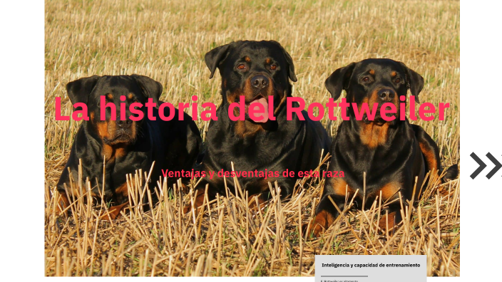 La historia del Rottweiler by Christopher Rodas on Prezi