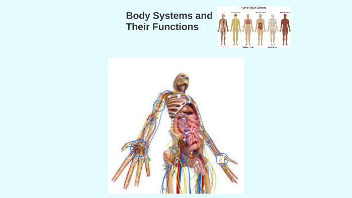 Body Systems and Their Functions by Mia Restrepo on Prezi