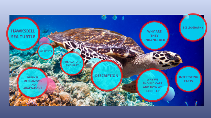 HAWKSBILL SEA TURTLE by Pradyumna Vinod on Prezi