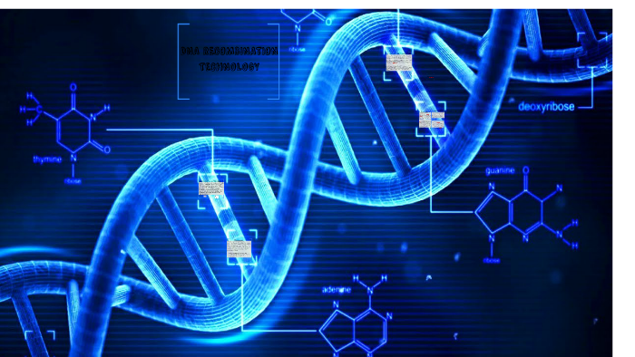 DNA RECOMBINATION TECHNOLOGY by Inés Aparicio Toledo