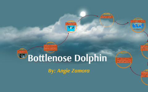 Bottlenose Dolphin by amelia alegria on Prezi