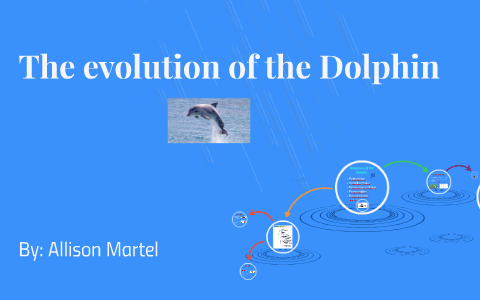 The evolution of the Dolphin by allison martel