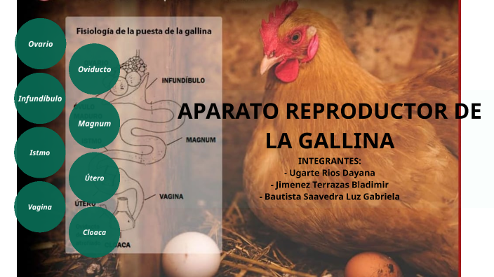 Aparato Reproductor De La Gallina By Gerald Gutierrez On Prezi