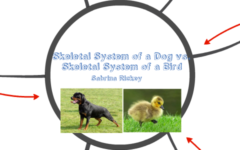 Anatomy of a Dog vs. Anatomy of a Bird by Bri Rickey on Prezi