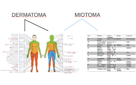 dermatomas mano