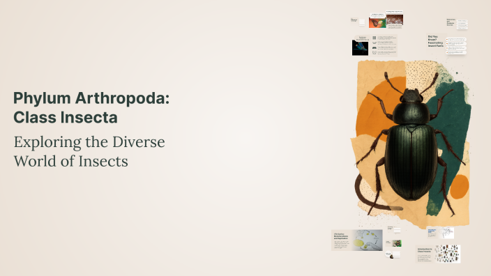 Phylum Arthropoda: Class Insecta by Vibe with Samantha on Prezi