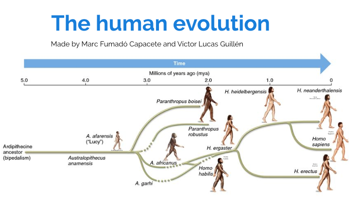The human evolution by Victor Locomoto on Prezi