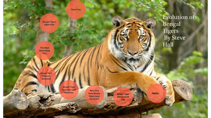 Bengal Tiger Evolution by Steven Hall on Prezi