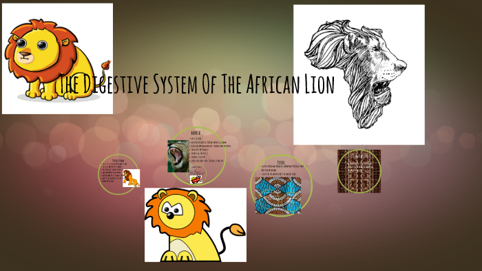 The Digestive System Of The African Lion by Savanah Loftice on Prezi