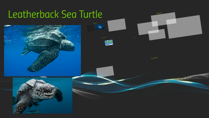 Leatherback Sea Turtle by ivan rodriguez