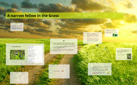 a narrow fellow in the grass poem analysis