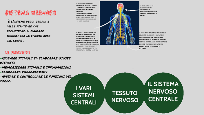 sistema nervoso by gabriele bonifazio