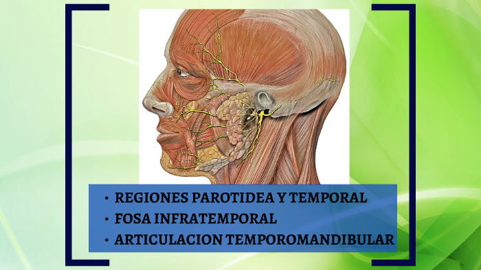 fosa temporal