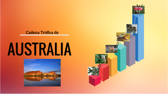 cadena trófica australina by alejandra brown castro on Prezi