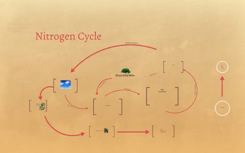 Nitrogen Cycle by Lane Rosen on Prezi