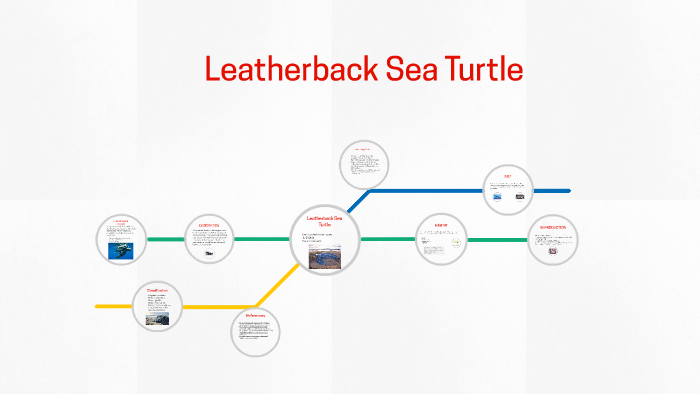 Leatherback Sea turtle by on Prezi