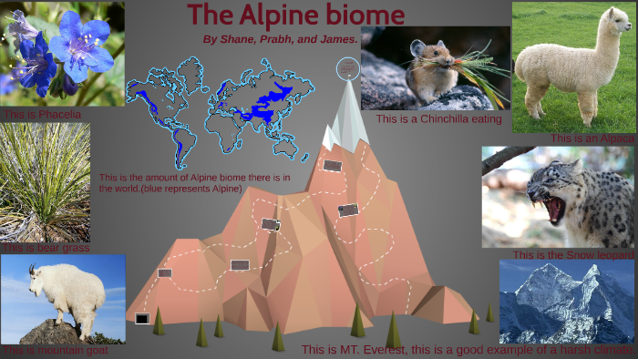 Alpine Biome Plants And Animals