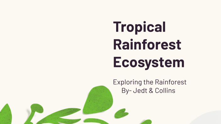 Tropical Rainforest Ecosystem by Jedt LIvgren on Prezi