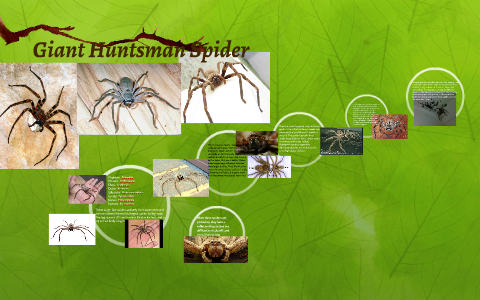 Huntsman Spiders - The Australian Museum