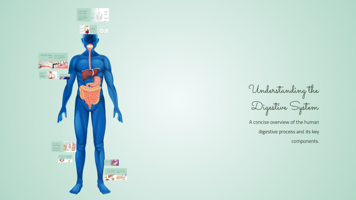 Understanding the Digestive System by Ayden Peay on Prezi